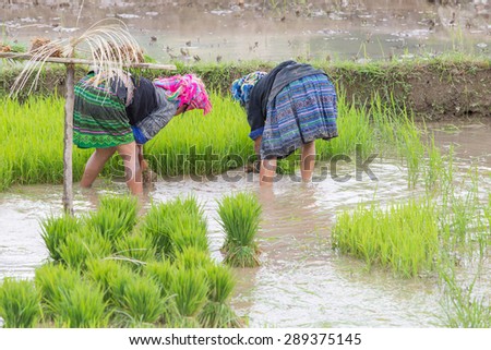 Young plant of rice for transplant with a womes of Mhong working in rice terraces , Mu Cang Chai - Vietnam