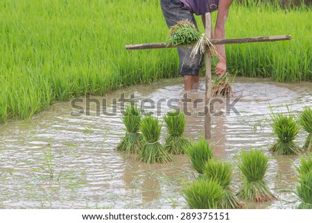 Young plant of rice for transplant in rice terraces , Mu Cang Chai - Vietnam