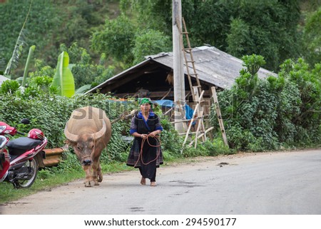 Mu Cang Chai , Vietnam- June 11 ; Women of Hmong albino buffalo along mountain road after finished work on June 11, 2015 .  Mu Cang Chai  , Vietnam