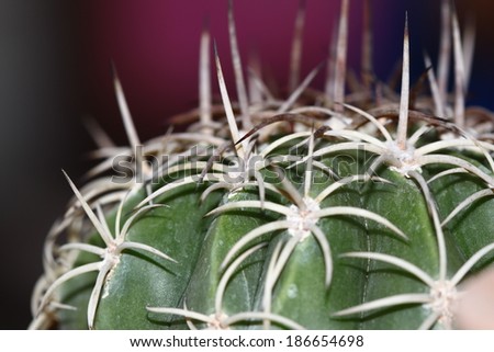 Close up of shaped cactus with long thorns and flowers