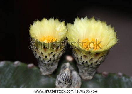 Close up of shaped cactus with long thorns and flowers