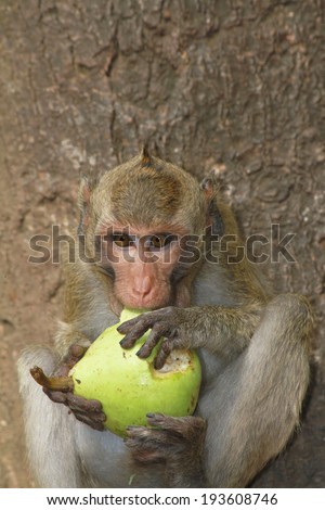 Monkey eat food on tree