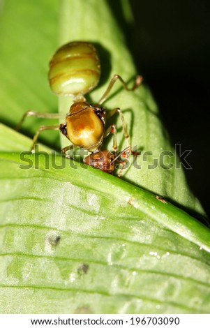 weaver ant queen on green leaf