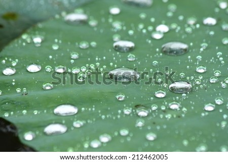 Lotus leaf with water drops effect green