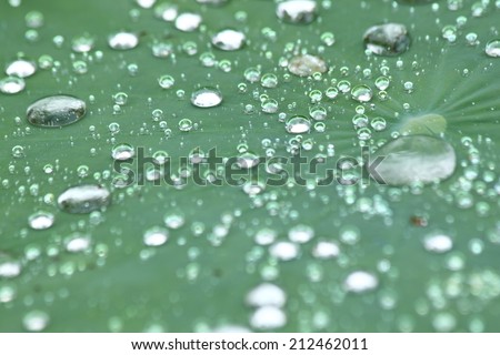 Lotus leaf with water drops effect green
