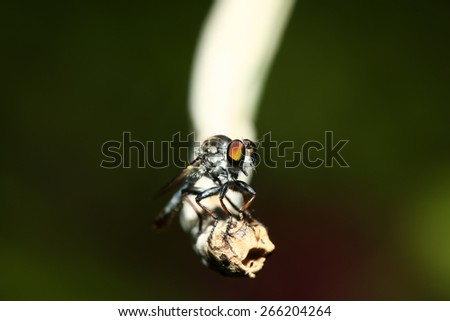 Robber fly insect macro