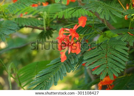Flame tree Flower (Poinciana) blossom in Thailand