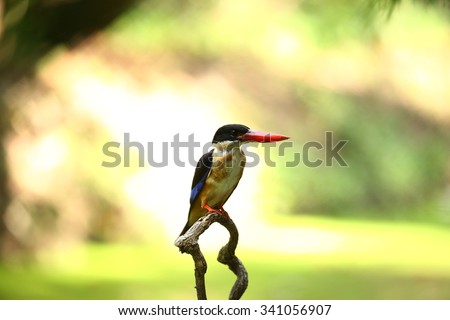 Beautiful Kingfisher Bird, Colorful Kingfisher Bird, Black-capped Kingfisher, standing on a branch