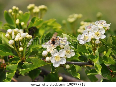Hawthorn in bloom with delicate colors