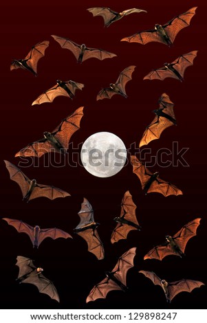 Creepy Halloween fruit bats (flying foxes) fly around full moon