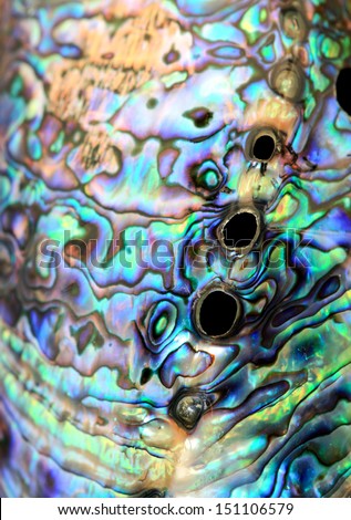 Paua abalone beautiful shell detail
