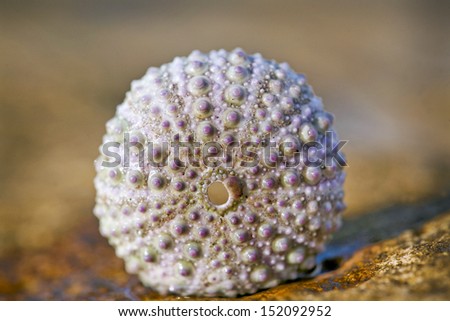 Detail of purple sea urchin washed up on the beach