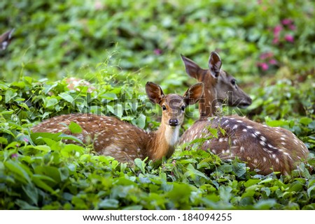 Cute fawn resting with mother in forest, Sri Lankan axis deer