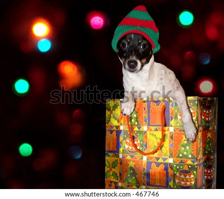 Cute dog in christmas bag wearing hat