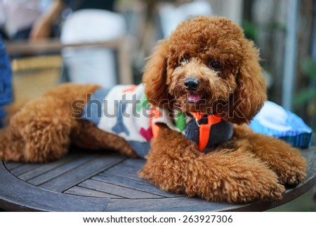 A adorable brown poodle in costume