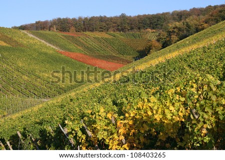 German Vineyard