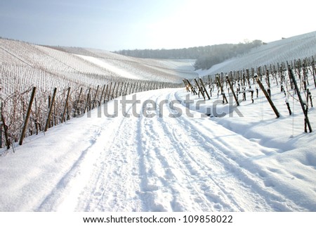 Wide path covered in snow through vineyards