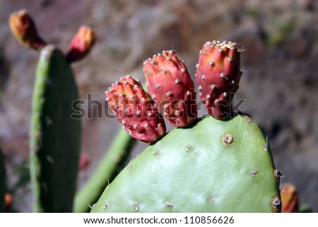 Fruits of the prickly pear cactus