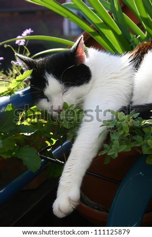 Black and white cat laying on a pot of catmint.