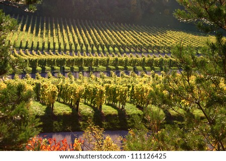 German vineyard