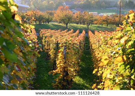 German vineyard