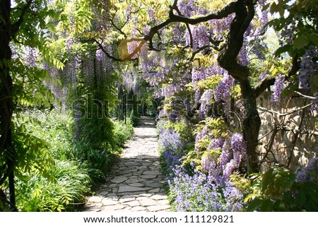 Wisteria