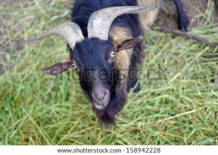 funny black goat on grass