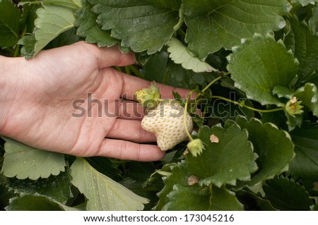 hand picked white strawberry