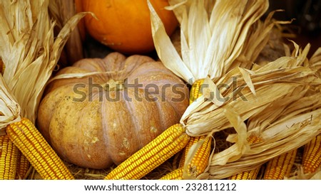 autumn holiday pumpkin and corn, thanks giving theme