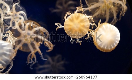 illuminated jellyfishes under ocean, beautiful and dangerous creature