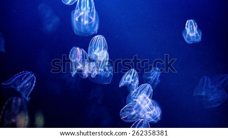 illuminated jellyfishes under ocean, beautiful and dangerous creature