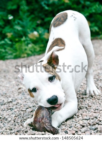 American staffordshire terrier puppy chewing on bones