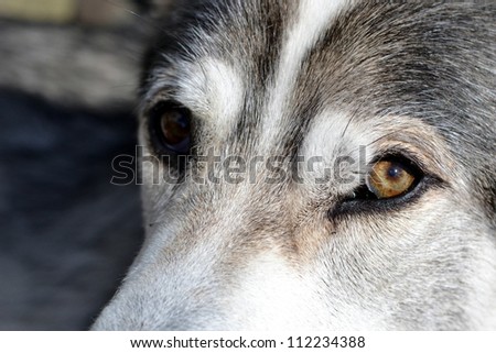 inuit dog eyes