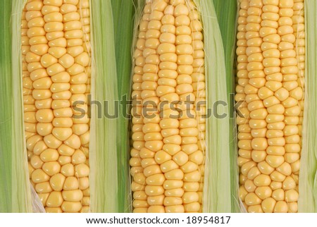 yellow corn detail. maize - a fresh vegetarian food