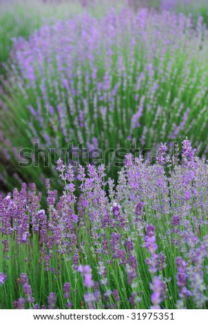 lavender field.closeup detail of a  herbal plant