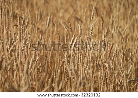 golden wheat fields, cereal  agriculture plant