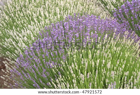 lavender field. herbal plant - agriculture