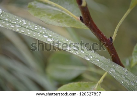Rain drops on a blade of ornamental grass with a young and tender branch