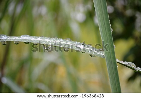 Raindrops and water beads on blades of garden grasses.