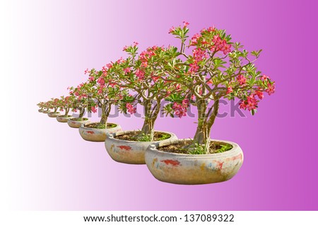 Well arranged impala pots on violet linear gradient background