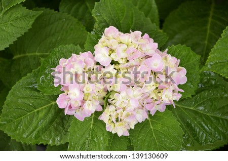 Soft pink hydrangea flowers with green leaves