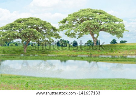 Green land and big trees with cloudy sky