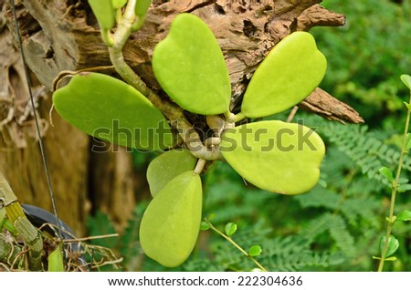 Green heart leaves of hoya tree