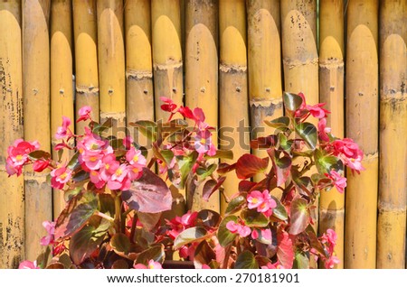 Pink flowers with bamboo fence