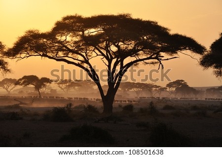 An acacia tree in the middle of Masai Mara