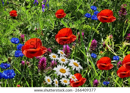 sunny summer day bright meadow flowers in the meadow