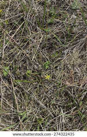 Wild flower in the spring sun among last year\'s grass