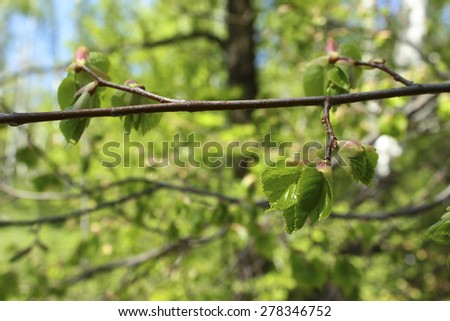 spring on a tree branch in the forest from the kidneys grow green leaves