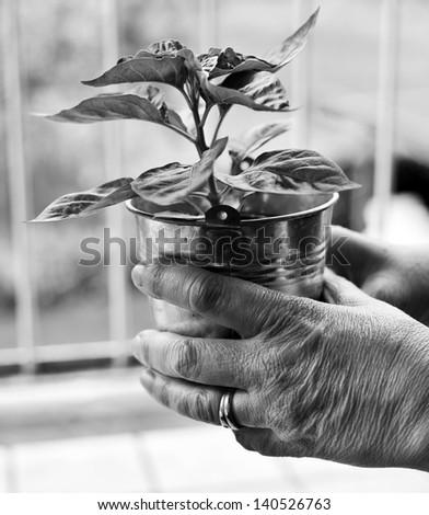 A woman is holding a little plant of Habanero, one of the hottest chili pepper in the world. black and white conversion