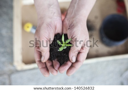 a woman is holding a new born plant of oregano. Shall depth of field, focus on the little plant